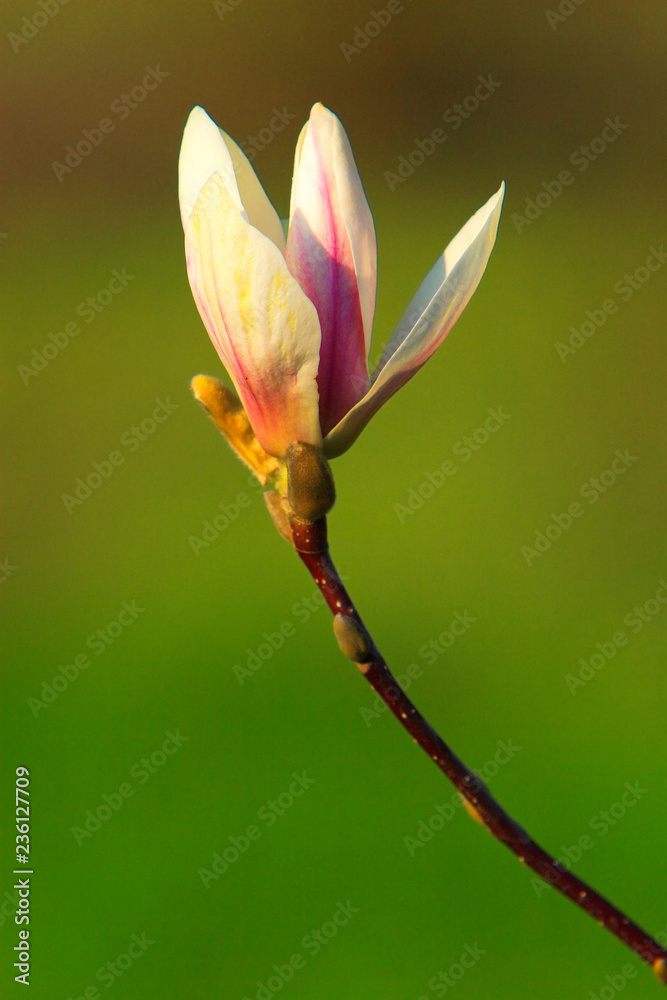 Fototapeta premium Blooming Saucer Magnolia flowers - Magnolia x soulangeana - in spring season in a botanical garden