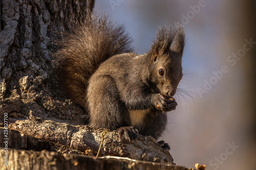 Red squirrel, Sciurus vulgaris, on a tree trunk eating a nut