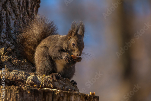 Red squirrel, Sciurus vulgaris, on a tree trunk eating a nut © czamfir
