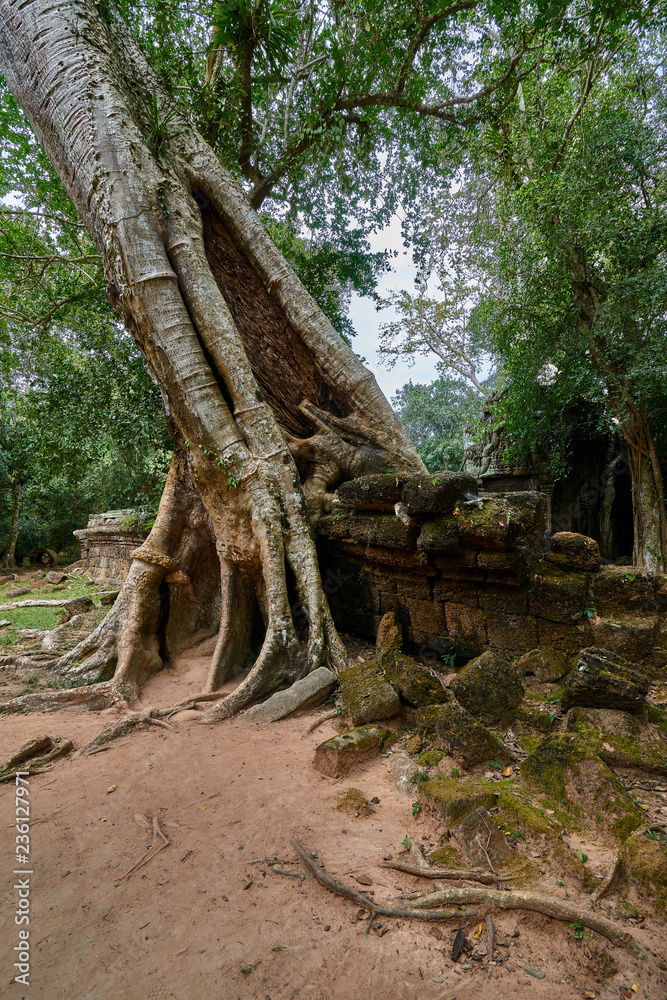 Trees raised on the ruins of the temple Ta Prohm,temple at Angkor Wat complex, Angkor Wat Archaeological Park in Siem Reap, Cambodia UNESCO World Heritage Site