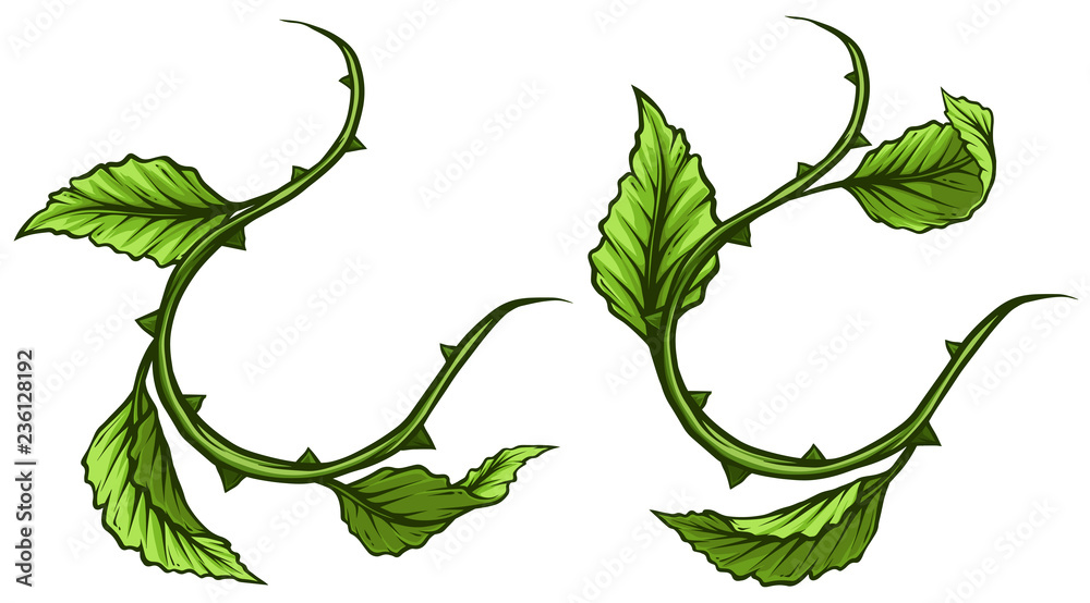 Graphic cartoon detailed green rose branch, stem with leaves and thorns.  Isolated on white background. Vector icon set. Vol. 2 Stock Vector | Adobe  Stock