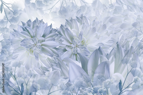 Fototapeta Naklejka Na Ścianę i Meble -  Floral white-blue background. Dahlias flowers close-up on a white background. Petals of flowers. Greeting card. Nature..