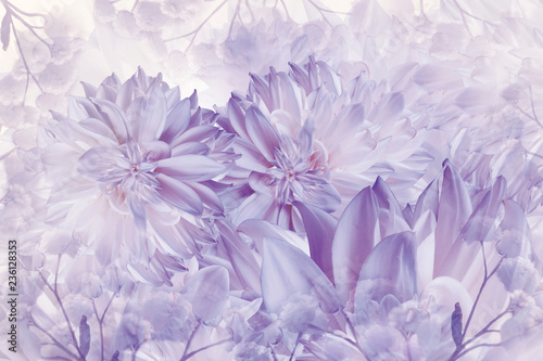Fototapeta Naklejka Na Ścianę i Meble -  Floral white-purple background. Dahlias flowers close-up on a white background. Petals of flowers. Greeting card. Nature..