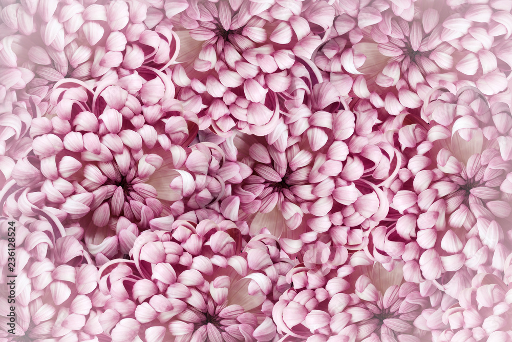Fototapeta Kwiatowy różowy tło. Różowo białe kwiaty chryzantemy zbliżenie. Kompozycja kwiatowa. Natura.