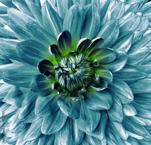 turquoise flower dahlia. Flower isolated on black background. For design. Closeup. Clearer focus. Nature.