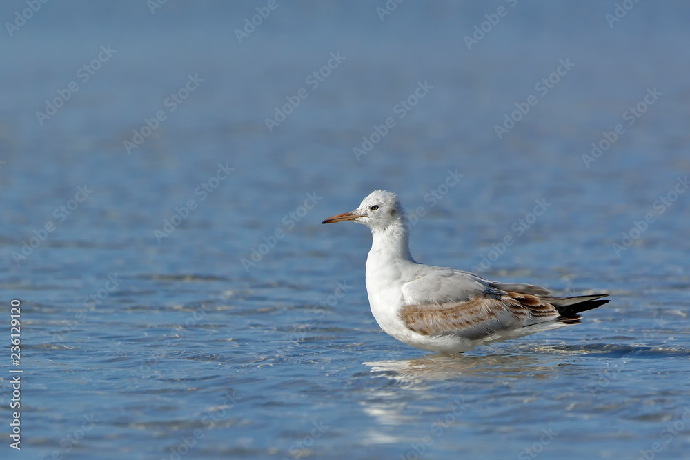 Slender-billed Gull (Chroicocephalus genei), Crete Slender-billed Gull (Chroicocephalus genei), Crete
