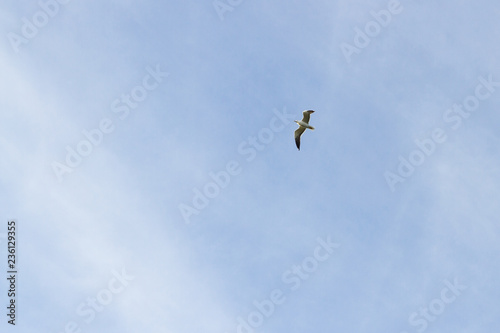 Bird Seagull flying in the sky in cloudy weather