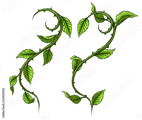 Graphic cartoon detailed green rose branch, stem with leaves and thorns. Isolated on white background. Vector icon set. Vol. 3