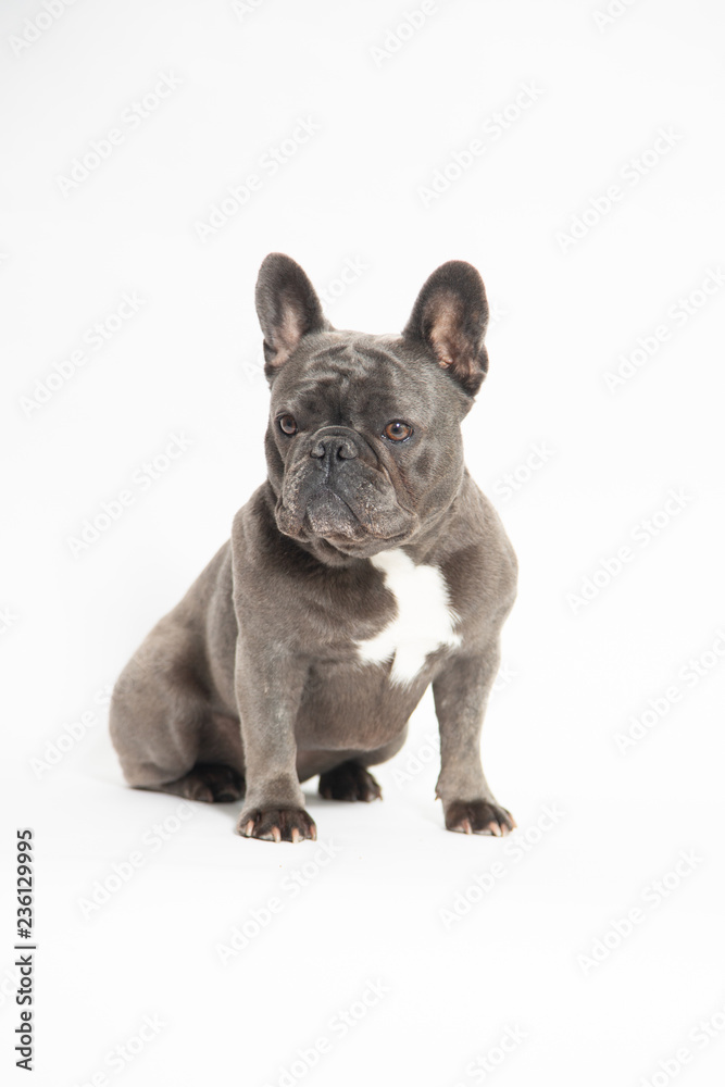  My French Bulldog Posing