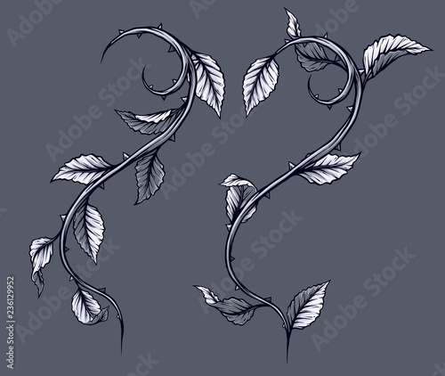 Graphic detailed black and white rose branch, stem with leaves and thorns. Isolated on gray background. Vector icon set. Vol. 3