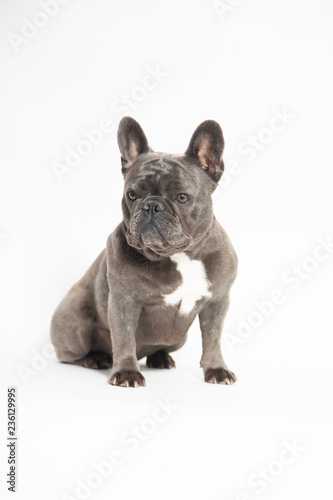 My French Bulldog Posing © Mike