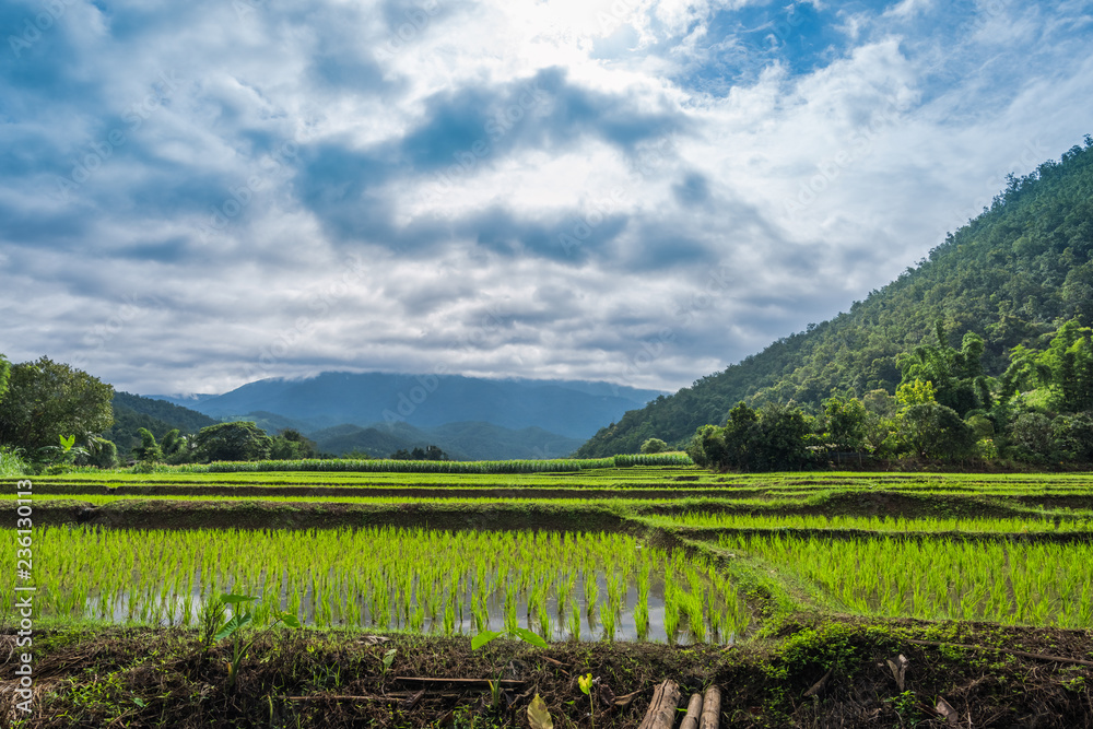 Fototapeta premium Paddy Rice Field Plantation Landscape with Mountain View Background