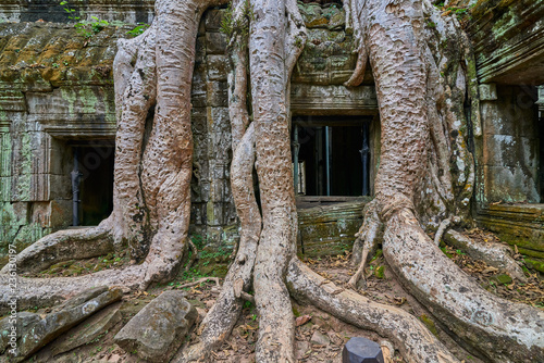 Trees raised on the ruins of the temple Ta Prohm,temple at Angkor Wat complex, Angkor Wat Archaeological Park in Siem Reap, Cambodia UNESCO World Heritage Site