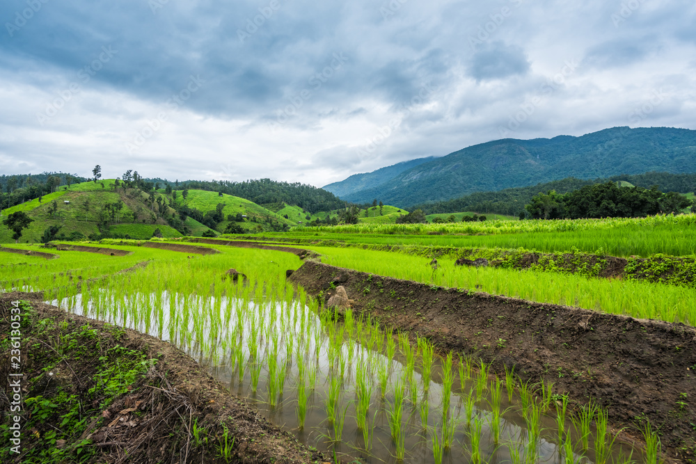 Paddy Rice Field Plantation Landscape with Mountain View Background Paddy Rice Field Plantation Landscape with Mountain View Background