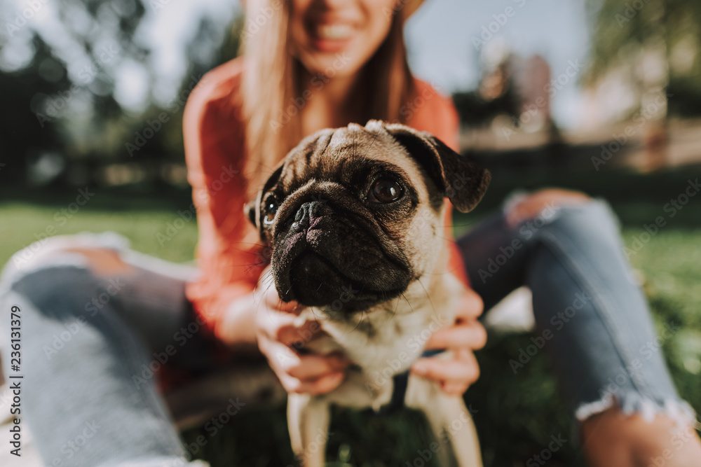 Φωτογραφία Close up of lovely pug puppy is sitting near his smiling owner in sunny park