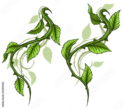 Graphic cartoon detailed green rose branch, stem with leaves, thorns and shadows. Isolated on white background. Vector icon set. Vol. 4