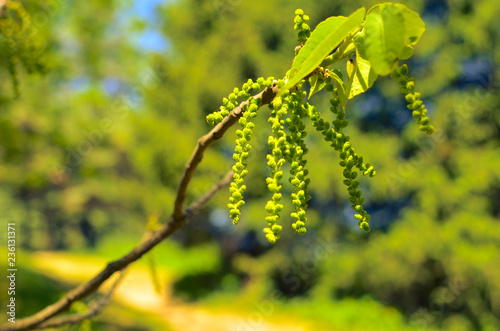 Inflorescence of blossoming of a tree birch closeup © KatyPavliuk