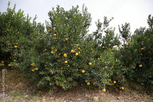 citrus reticulata tree