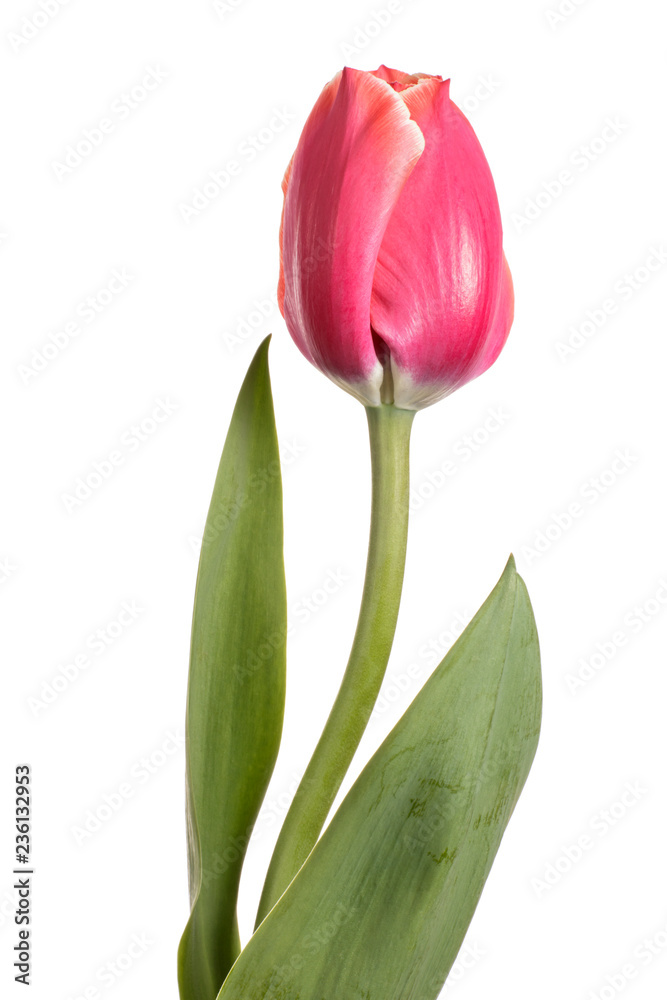 Isolated flower. Pink single tulip on a white background Isolated flower. Pink single tulip on a white background