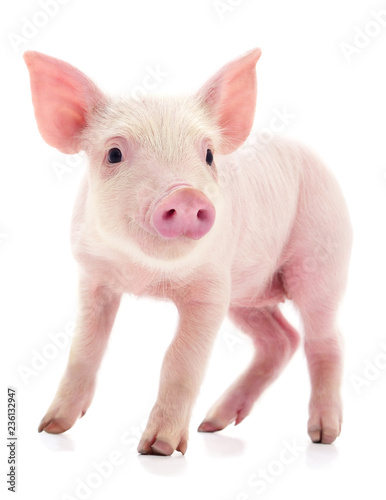 Canvastavla Small pink pig isolated.