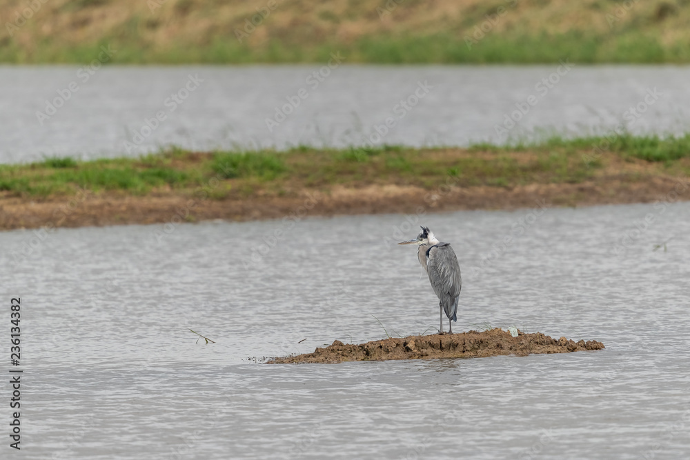 Gray Heron (Ardea cinerea) perching in pond at wetland of Hong Kong