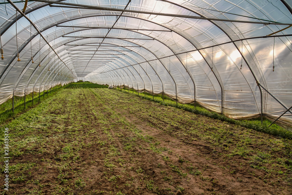 greenhouse