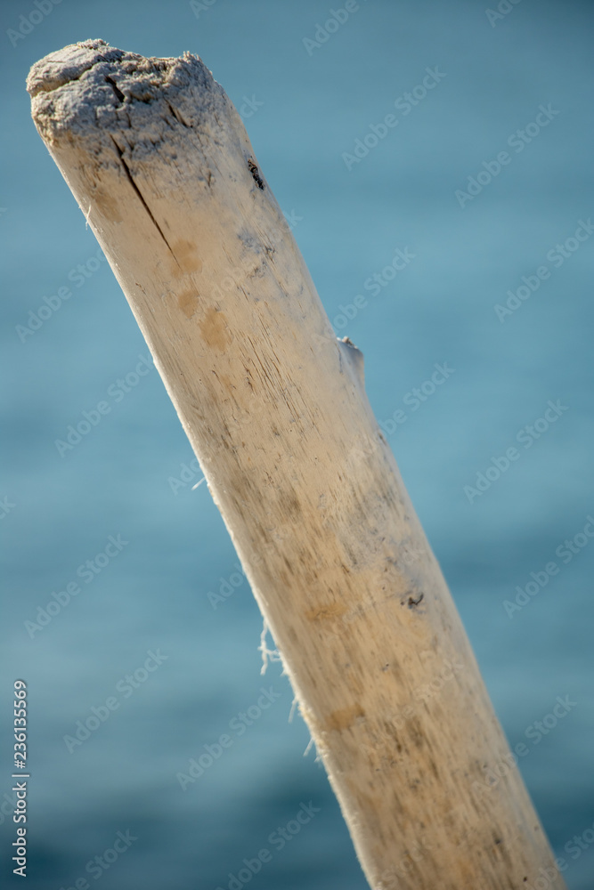 Fototapeta premium Bois flotté blanc sur fond marin branche d'arbre blanchie et minéralisée par le sel de la mer