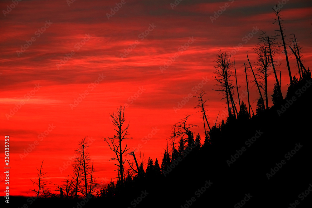 Fire Red Sunrise Light with Silhouetted Dead Pine Trees on Mountainside