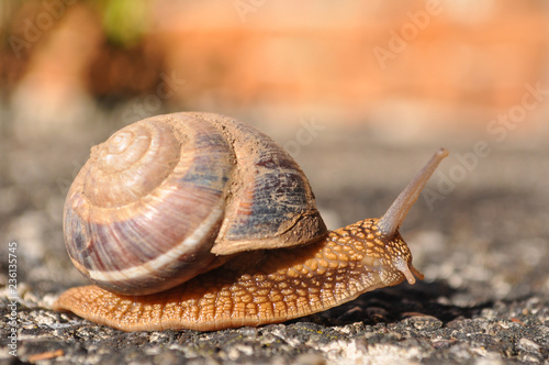 Little snail crawling on spring sun. Burgundy snail, Helix, Roman snail, edible snail or escargot crawling © Ivan