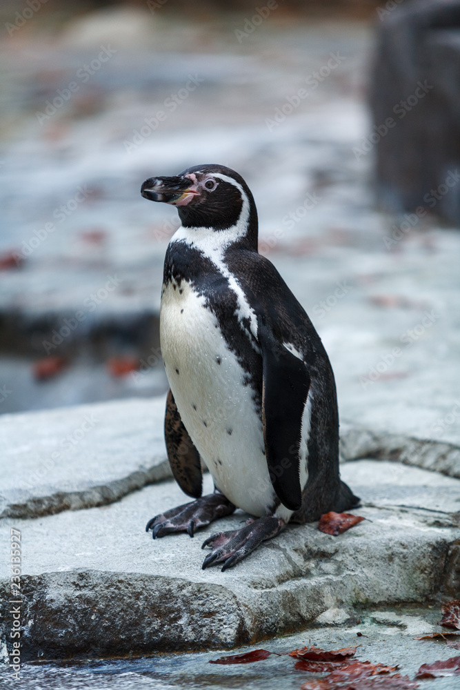 Naklejka premium gentoo penguin
