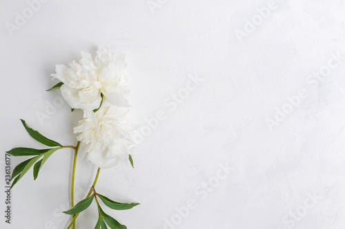 Fototapeta Naklejka Na Ścianę i Meble -  White peonies on a light background