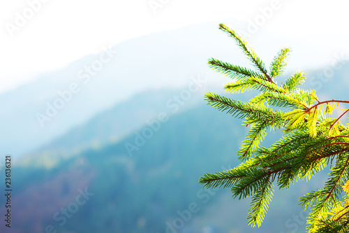 Fantastic sunny day - view of fir tree with blue sky and mountains in the Carpathians - selective focus, copyspace