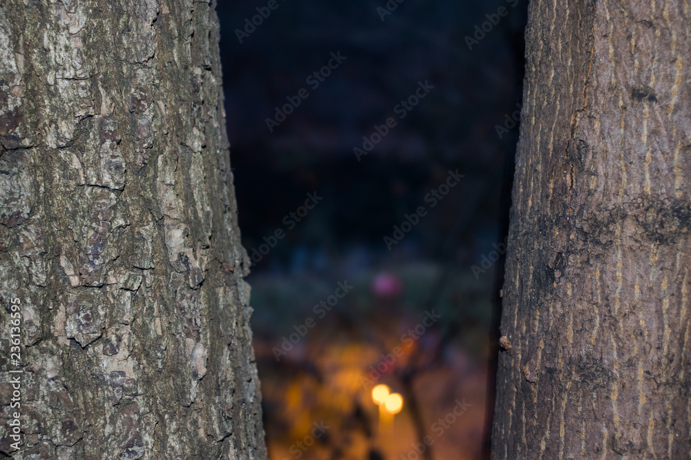 Fototapeta premium Bark of trees and playground between them
