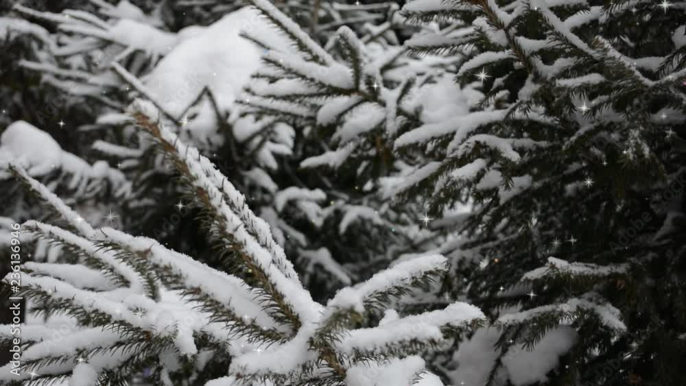 Snow falling at the fir tree branches in the snow. Winter and light wind. Closeup and sparkle. Snow falling at the fir tree branches in the snow. Winter and light wind. Closeup and sparkle.
