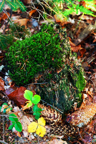 Autumn macro composition with grass  moss and multicolored leaves