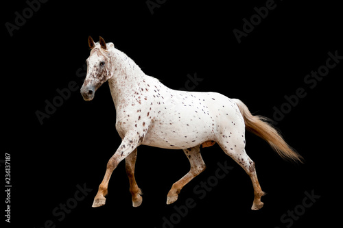 running appaloosa horse isolated on black background