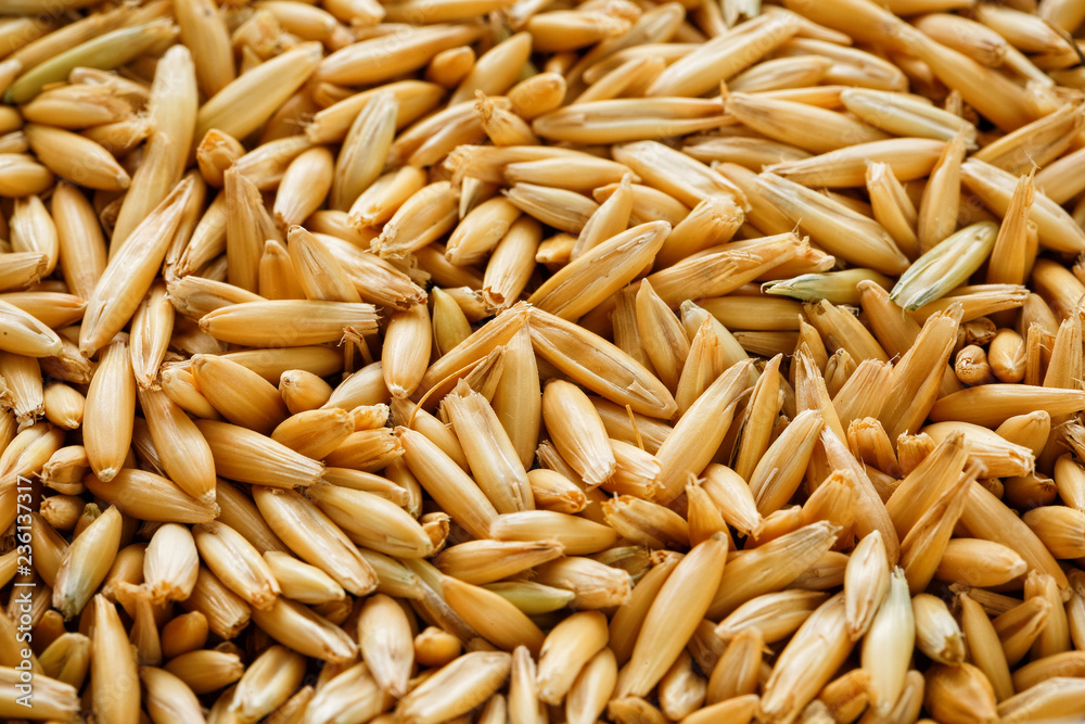 natural oat grains background, close up. Gold grain. natural oat grains background, close up. Gold grain.