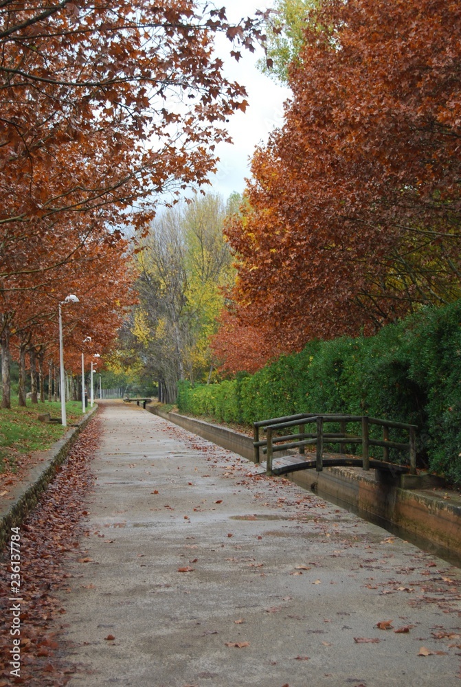 Country Autumn Path