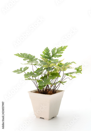 Adiantum fern in white pot isolated © anatskwong