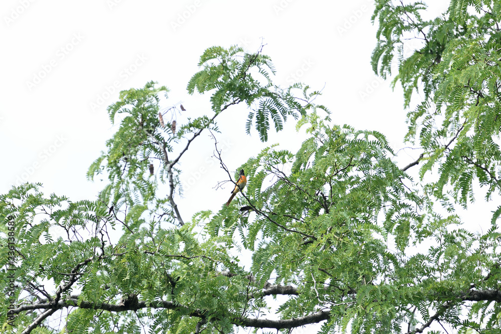Fototapeta premium Small minivet(male)