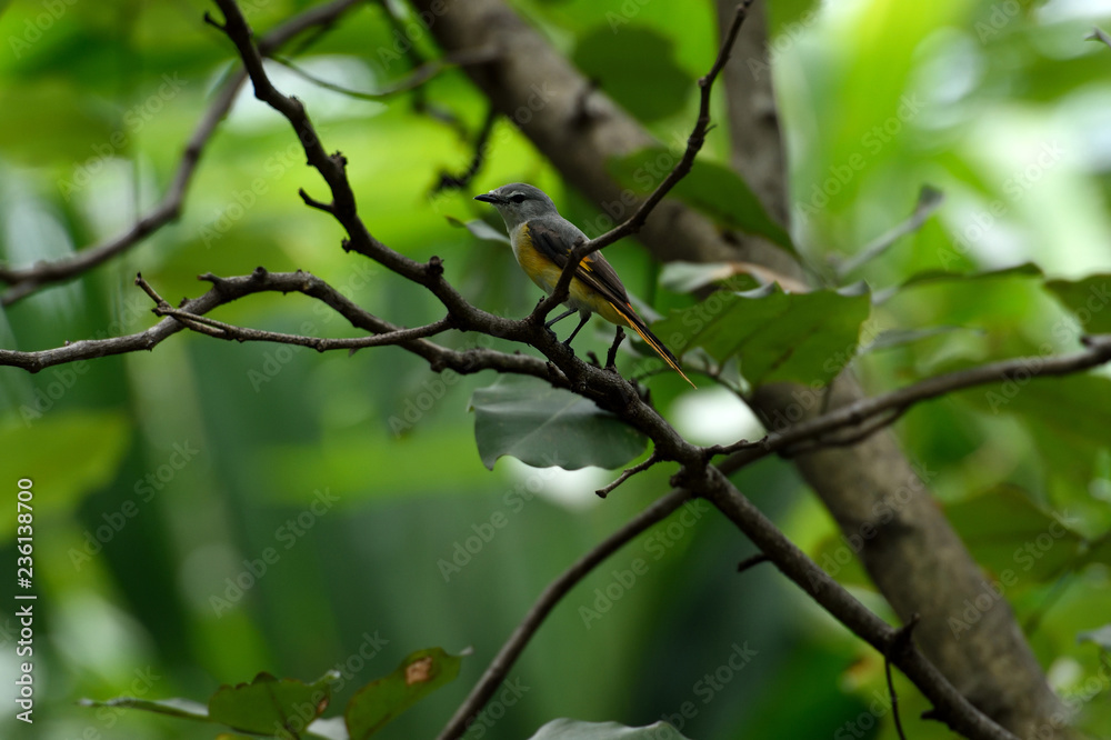 Fototapeta premium Small minivet