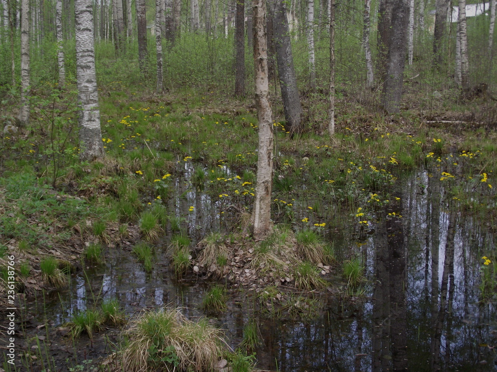 Fototapeta premium forest in spring