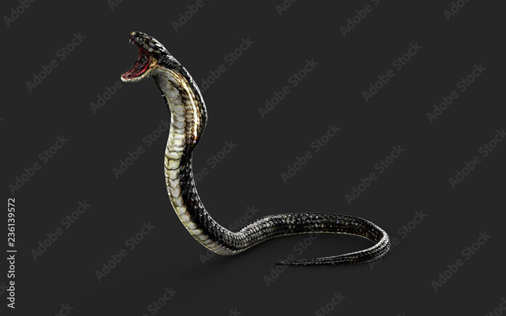 Fototapeta premium 3d Illustration King Cobra The World's Longest Venomous Snake Isolated on White Background, King Cobra Snake with Clipping Path 