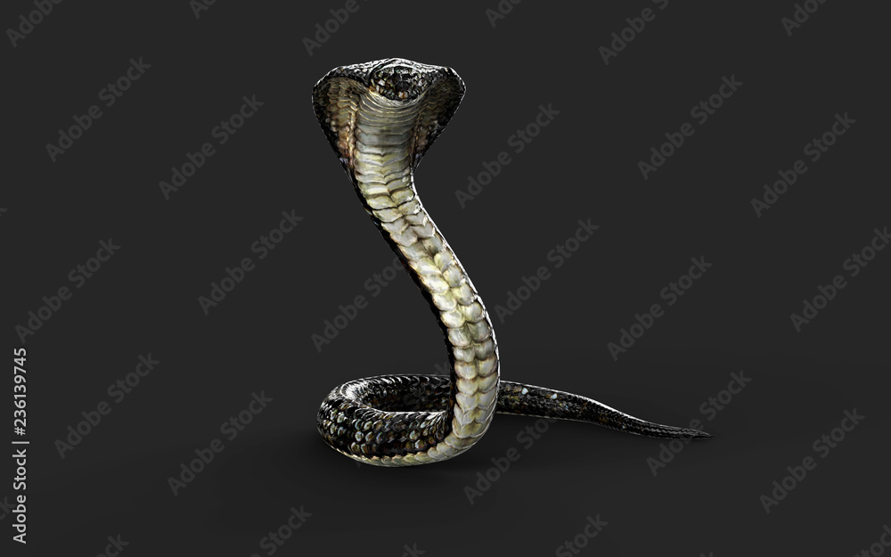 Fototapeta premium Ilustracja 3D Kobra królewska Najdłuższy jadowity wąż świata na białym tle, Kobra królewska ze ścieżką przycinającą