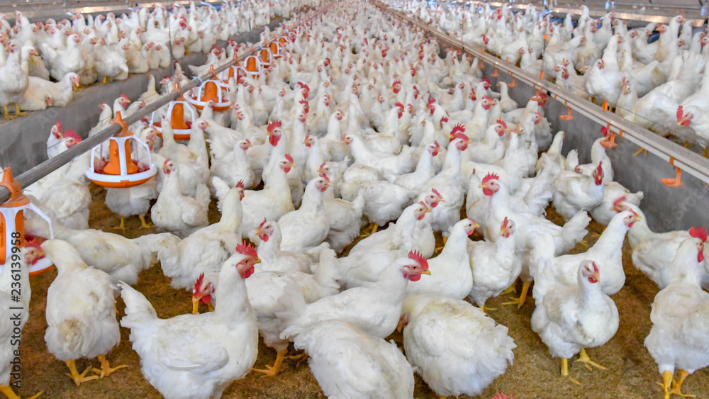 Poultry broiler farm business with group of white chickens in parent stock modern housing farm.