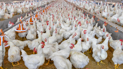 Obraz na płótnie Poultry broiler farm business with group of white chickens in parent stock modern housing farm. w salonie