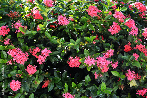 Beautiful red ixora flowers on green background, tropical plants, Dominican Republic