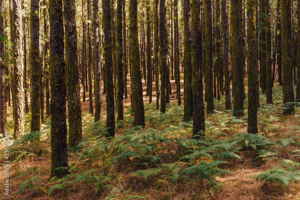 pine trees in forest La Esperanza pine trees in forest La Esperanza