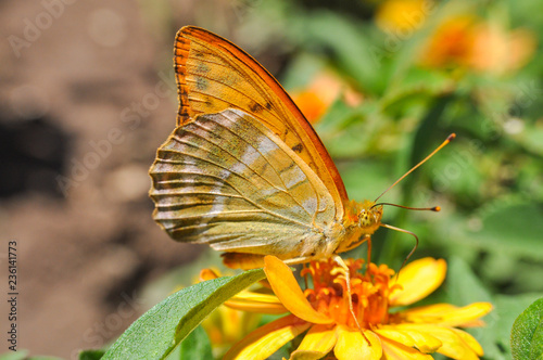 Argynnis paphia, Silver Washed Fritillary butterfly on flowers. Butterfly collecting nectar on flowers in the garden.