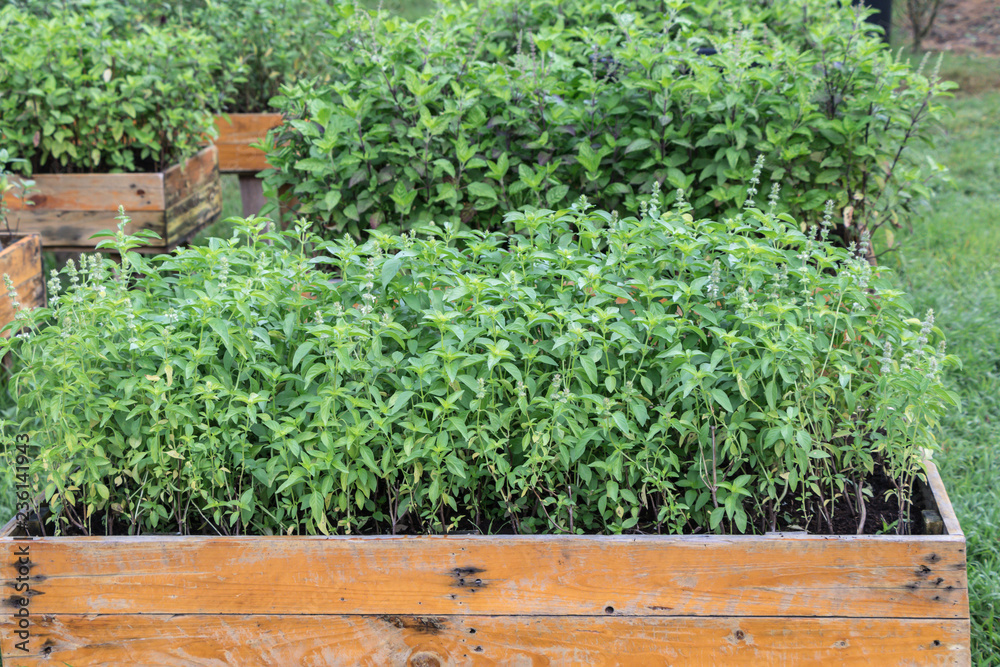 Green Organic vegetable garden.Plants on a vegetable in farm.